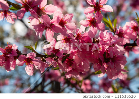 Peach tree, blurred background. Blooming tree in spring with pink flowers. The beauty of the spring garden, the concept of spring Peach tree, blurred background. Blooming tree in spring with pink flowers. The beauty of the spring garden, the concept of spring 111536520