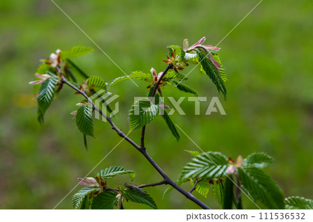Hornbeam leaf in the sun. Hornbeam tree branch with fresh green leaves. Beautiful green natural background. Spring leaves Hornbeam leaf in the sun. Hornbeam tree branch with fresh green leaves. Beautiful green natural background. Spring leaves 111536532