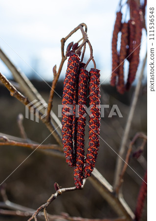 Small branch of black alder Alnus glutinosa with male catkins and female red flowers. Blooming alder in spring beautiful natural background with clear earrings and blurred background 111536548