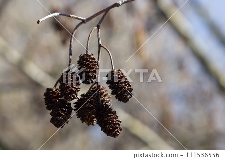 Small branch of black alder Alnus glutinosa with male catkins and female red flowers. Blooming alder in spring beautiful natural background with clear earrings and blurred background 111536556