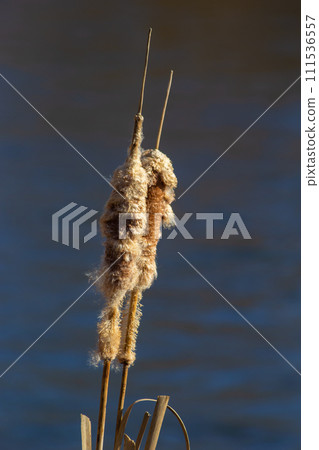 Cattails bulrush Typha latifolia beside river. Closeup of blooming cattails during early spring snowy background. Flowers and seed heads of fluffy cattail 111536557