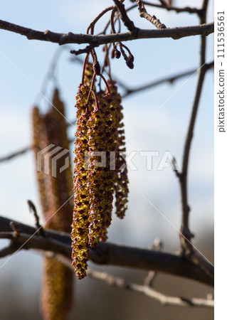 Small branch of black alder Alnus glutinosa with male catkins and female red flowers. Blooming alder in spring beautiful natural background with clear earrings and blurred background 111536561