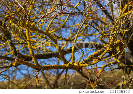 Xanthoria parietina common orange lichen, yellow scale, maritime sunburst lichen and shore lichen on the bark of tree branch. Thin dry branch with orange lichen, close-up, on blurred background 111536563