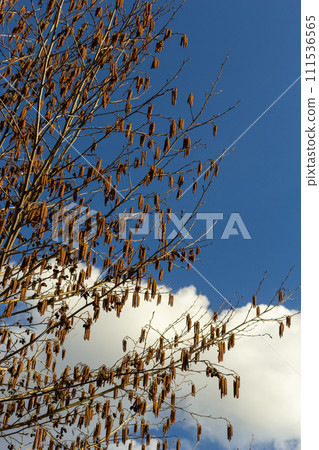 Small branch of black alder Alnus glutinosa with male catkins and female red flowers. Blooming alder in spring beautiful natural background with clear earrings and blurred background Small branch of black alder Alnus glutinosa with male catkins and female red flowers. Blooming alder in spring beautiful natural background with clear earrings and blurred background 111536565