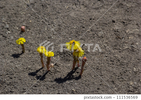 Tussilago farfara, commonly known as coltsfoot is a plant in the groundsel tribe in the daisy family Asteraceae. Flowers of a plant on a spring sunny day 111536569