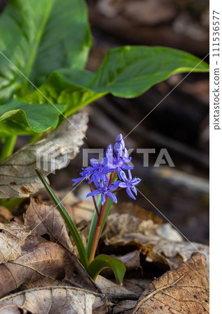 Scilla bifolia, the alpine squill or two-leaf squill, is a herbaceous perennial plant of the family Asparagaceae. Art photo of the early flowering plant Scilla bifolia, the alpine squill Scilla bifolia, the alpine squill or two-leaf squill, is a herbaceous perennial plant of the family Asparagaceae. Art photo of the early flowering plant Scilla bifolia, the alpine squill 111536577