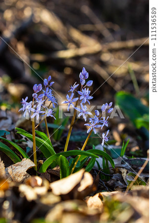 Scilla bifolia, the alpine squill or two-leaf squill, is a herbaceous perennial plant of the family Asparagaceae. Art photo of the early flowering plant Scilla bifolia, the alpine squill 111536589