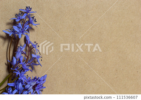 Spring flowers are snowdrops Scilla bifolia and paper for text background. Copy space, top view. Holiday card. Holiday background Spring flowers are snowdrops Scilla bifolia and paper for text background. Copy space, top view. Holiday card. Holiday background 111536607