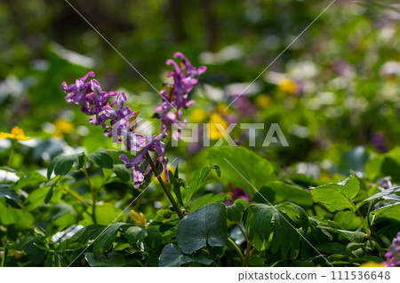 Corydalis. Corydalis solida. Violet flower forest blooming in spring. The first spring flower, purple. Wild corydalis in nature Corydalis. Corydalis solida. Violet flower forest blooming in spring. The first spring flower, purple. Wild corydalis in nature 111536648