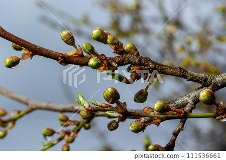 Floral background with white flowers and green leaves. Plum blossoms in the spring garden. Wild plums tree blossom blooming. Macro, close-up.Selective focus Floral background with white flowers and green leaves. Plum blossoms in the spring garden. Wild plums tree blossom blooming. Macro, close-up.Selective focus 111536661