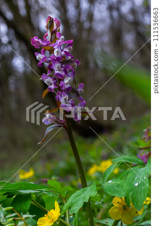 Corydalis. Corydalis solida. Violet flower forest blooming in spring. The first spring flower, purple. Wild corydalis in nature Corydalis. Corydalis solida. Violet flower forest blooming in spring. The first spring flower, purple. Wild corydalis in nature 111536663