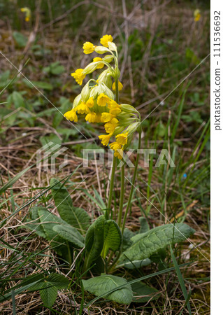 Yellow Primula veris cowslip, common cowslip, cowslip primrose on soft green background.Selective focus 111536692