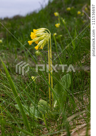 Yellow Primula veris cowslip, common cowslip, cowslip primrose on soft green background.Selective focus Yellow Primula veris cowslip, common cowslip, cowslip primrose on soft green background.Selective focus 111536697