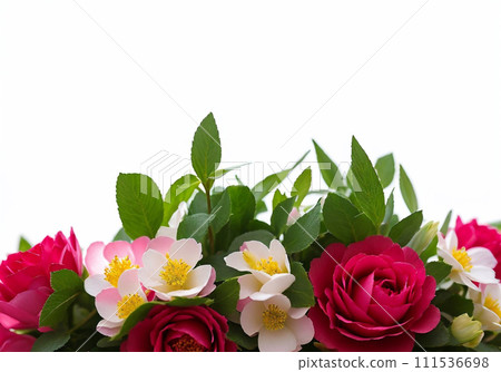 background of many red roses on white background 111536698