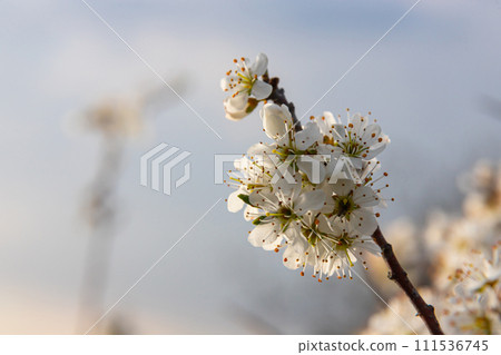 Prunus spinosa, Sloe white flowers in spring. Wild plant from the Rosaceae family witch produces edible berries in late autumn Prunus spinosa, Sloe white flowers in spring. Wild plant from the Rosaceae family witch produces edible berries in late autumn 111536745