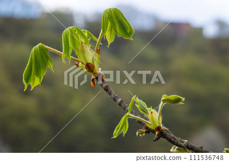 Spring chestnut branch with new leaves on blurred background close-up 111536748