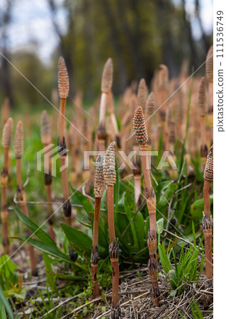 Equisetum arvense, the field horsetail or common horsetail, is an herbaceous perennial plant of the family Equisetaceae. Horsetail plant Equisetum arvense Equisetum arvense, the field horsetail or common horsetail, is an herbaceous perennial plant of the family Equisetaceae. Horsetail plant Equisetum arvense 111536749