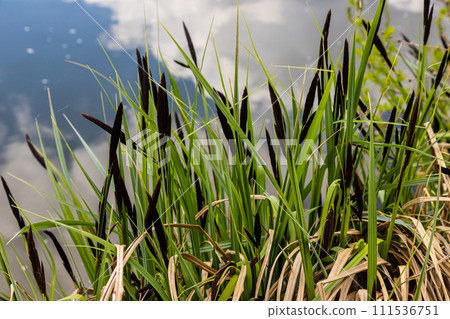 Carex acuta - found growing on the margins of rivers and lakes in the Palaearctic terrestrial ecoregions in beds of wet, alkaline or slightly acid depressions with mineral soil 111536751