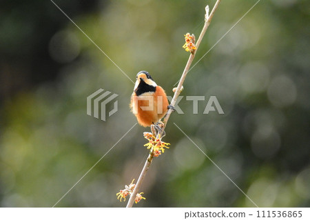 Parus perched on a witch hazel branch 111536865