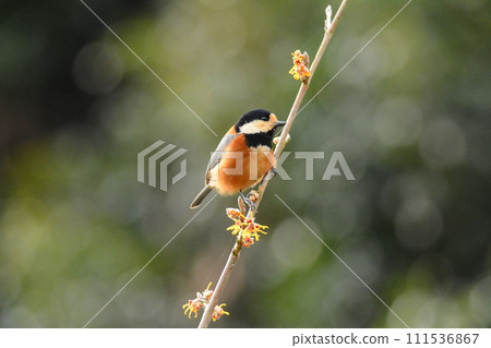 Yamagara stopping on branches 111536867