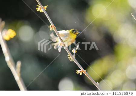 White-eye perched on a witch hazel tree in spring White-eye perched on a witch hazel tree in spring 111536879