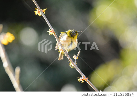 White-eye perched on a witch hazel tree in spring White-eye perched on a witch hazel tree in spring 111536884