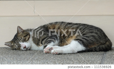 Grasshopper Grasshopper 111536926