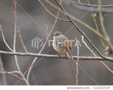 The female of the jawbuttak that sticks to the branch The female of the jawbuttak that sticks to the branch 111537237
