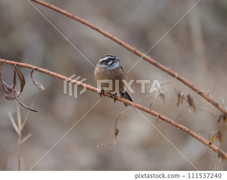 Stick to the branches Stick to the branches 111537240