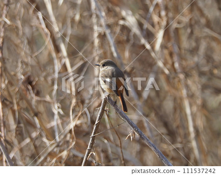 Yobitaki sticking to branches Yobitaki sticking to branches 111537242