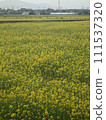 Rapeseed field 111537320