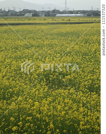 油菜田 油菜田 111537320
