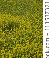 Rape blossoms 111537321