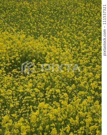 強姦開花 111537321