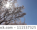 cherry blossoms, sun and blue sky 111537325
