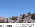  Cherry blossoms and blue sky 111537327