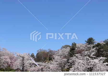  櫻花和藍天 111537327