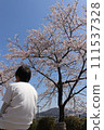 Cherry blossoms and boys 111537328