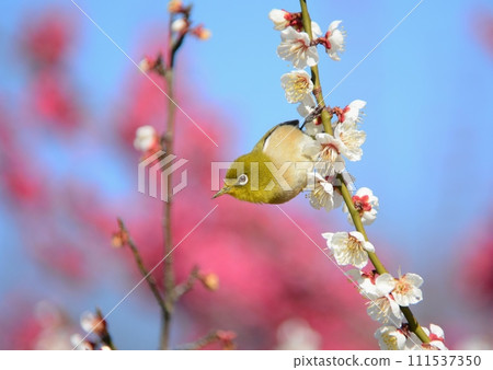 白眼吸梅花蜜 111537350