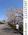 Cherry blossoms and children 111537397