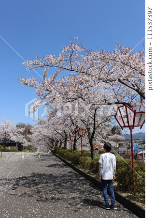 櫻花和兒童 111537397