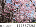 Close-up cherry blossoms 111537398