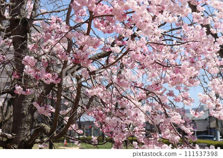 特寫櫻花 111537398