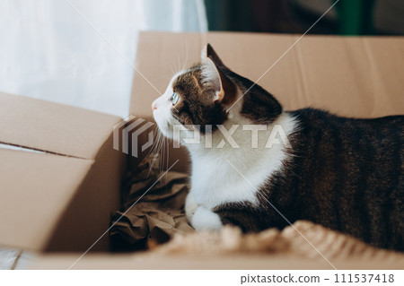 European cat in a delivery paper box. The concept of buying a new home or relocation. Pet sitting in a cardboard box. Looking cat in removal box 111537418