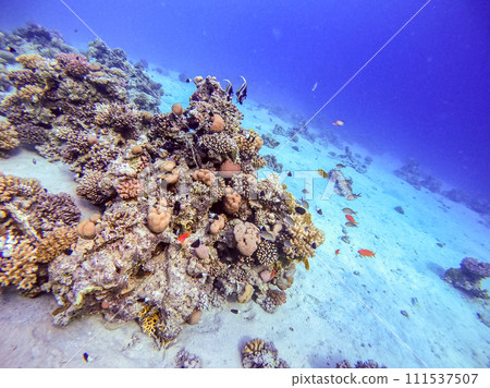 Underwater life of reef with corals, shoal of Lyretail anthias (Pseudanthias squamipinnis) and other kinds of tropical fish. Coral Reef at the Red Sea, Egypt. 111537507