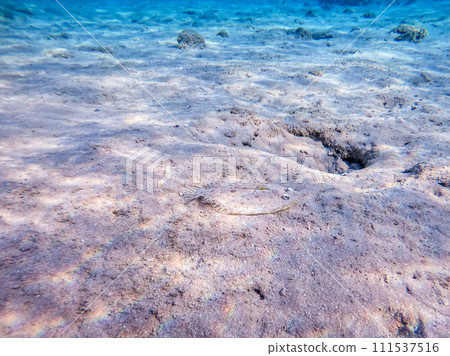 Panther flounder fish (Bothus pantherinus) on sand at coral reef.. 111537516