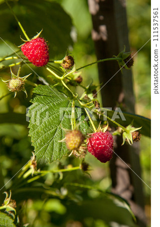 Ripe and unripe raspberry in the fruit garden. Growing natural bush of raspberry. Branch of raspberry in sunlight. Ripe and unripe raspberry in the fruit garden. Growing natural bush of raspberry. Branch of raspberry in sunlight. 111537561