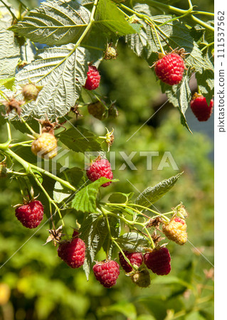 Ripe and unripe raspberry in the fruit garden. Growing natural bush of raspberry. Branch of raspberry in sunlight. 111537562