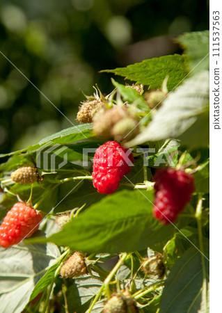 Ripe and unripe raspberry in the fruit garden. Growing natural bush of raspberry. Branch of raspberry in sunlight. Ripe and unripe raspberry in the fruit garden. Growing natural bush of raspberry. Branch of raspberry in sunlight. 111537563
