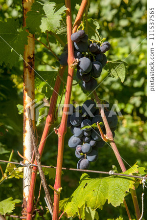 Bunch of pink grapes with big berries in the garden 111537565